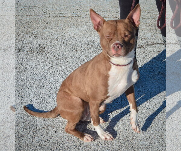 Medium Photo #10 American Bulldog-American Staffordshire Terrier Mix Puppy For Sale in Huntley, IL, USA