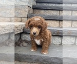 Small Photo #3 Poodle (Miniature) Puppy For Sale in CANOGA, NY, USA