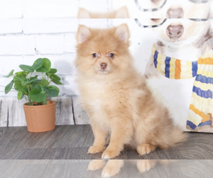 Pomeranian Puppy for sale in RED LION, PA, USA