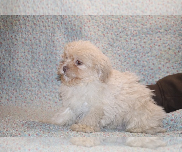 Medium Photo #4 Shih Tzu Puppy For Sale in DYERSBURG, TN, USA