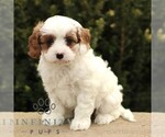 Small #3 Cavapoo