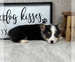 Small #2 Pembroke Welsh Corgi