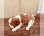 Small Photo #7 Cavalier King Charles Spaniel Puppy For Sale in BOX SPRINGS, CA, USA