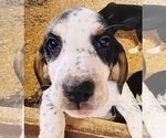 Small #4 Bluetick Coonhound