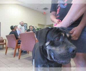 Mastiff Dogs for adoption in Ocala, FL, USA