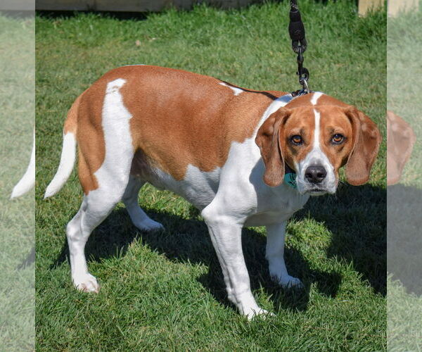 Medium Photo #2 Labbe Puppy For Sale in Huntley, IL, USA