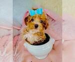 Small #2 Poodle (Toy)