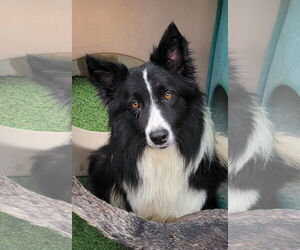 Border Collie Dogs for adoption in Highland, IL, USA