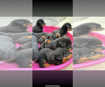 Small #3 Rottweiler