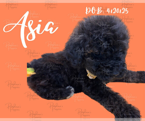 Medium Photo #3 Portuguese Water Dog Puppy For Sale in POWDER SPRINGS, GA, USA