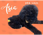 Small #2 Portuguese Water Dog