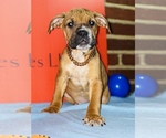Small Photo #22 American Pit Bull Terrier Puppy For Sale in TRENTON, NJ, USA
