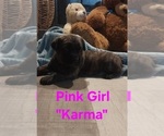 Small #5 Cane Corso