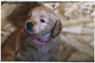 Goldendoodle Puppy for sale in POWAY, CA, USA