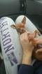 Small Photo #4 Chihuahua Puppy For Sale in WISC RAPIDS, WI, USA