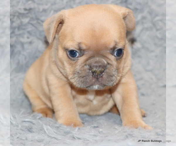 Medium Photo #5 French Bulldog Puppy For Sale in WINNSBORO, TX, USA