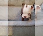 Small Photo #8 Boston Terrier Puppy For Sale in MURRAY, UT, USA
