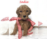 Small #41 Goldendoodle