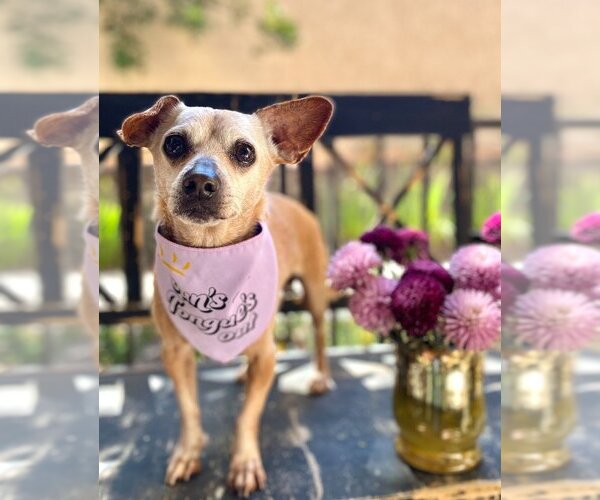 Medium Photo #2 Chihuahua-Unknown Mix Puppy For Sale in Lake Forest, CA, USA
