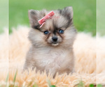 Puppy Julia Pomeranian