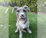 Small #1 Mutt