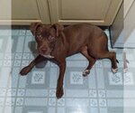 Small #10 American Pit Bull Terrier-Chocolate Labrador retriever Mix