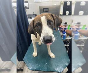 American Foxhound-Unknown Mix Dogs for adoption in Mobile, AL, USA