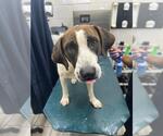 Small American Foxhound Mix