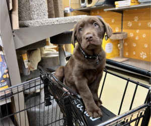 Labrador Retriever Puppy for sale in GREENVILLE, SC, USA