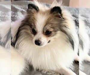 Pomeranian Puppy for sale in LISLE, IL, USA
