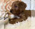 Small Photo #7 Goldendoodle Puppy For Sale in PLACERVILLE, CA, USA