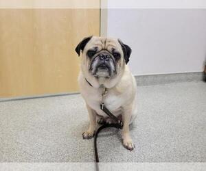 Pug Dogs for adoption in Fort Collins, CO, USA