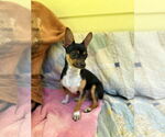 Small #3 Chihuahua