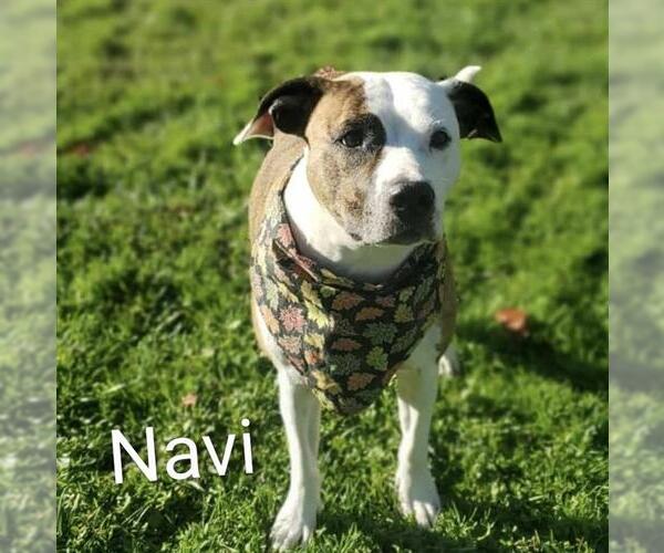 Medium Photo #1 American Pit Bull Terrier Puppy For Sale in Placerville, CA, USA