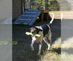Small #4 Bluetick Coonhound