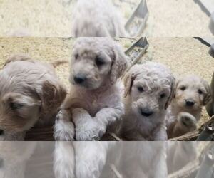 Goldendoodle Puppy for Sale in AGOURA HILLS, California USA
