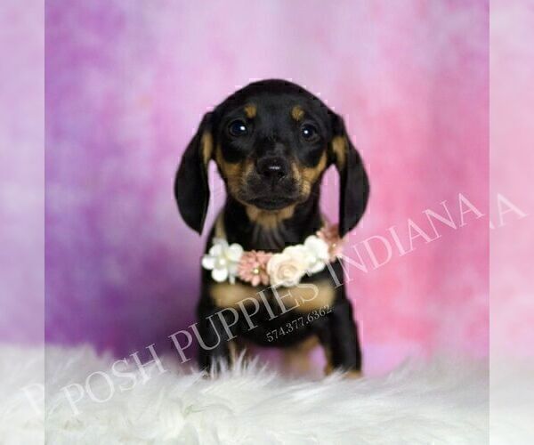 Medium Photo #3 Dachshund Puppy For Sale in WARSAW, IN, USA