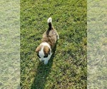 Small Photo #3 Saint Bernard Puppy For Sale in SPENCERVILLE, IN, USA