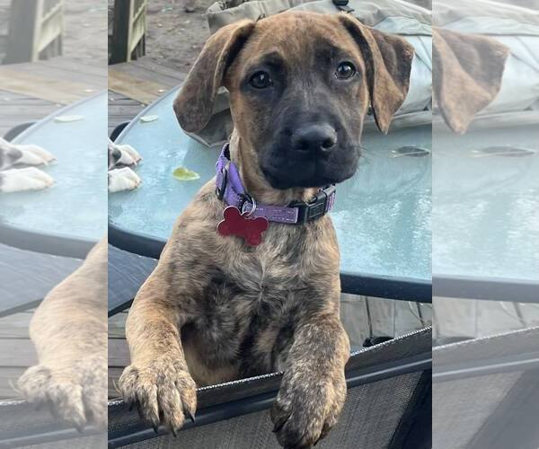 Medium Photo #1 Mountain Cur-Unknown Mix Puppy For Sale in Mount Laurel, NJ, USA
