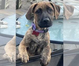 Mountain Cur-Unknown Mix Dogs for adoption in Mount Laurel, NJ, USA