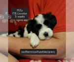 Small Photo #1 Cavaton Puppy For Sale in LEBANON, TN, USA