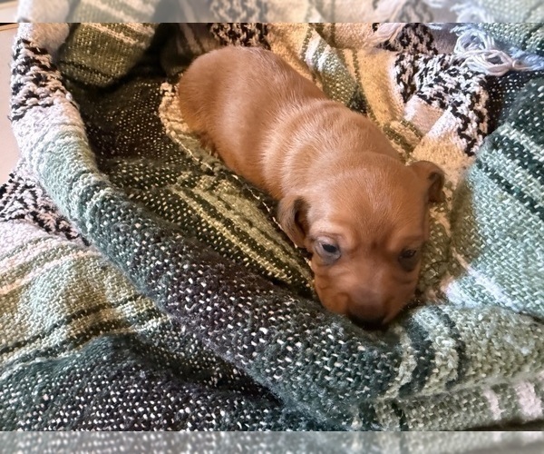 Medium Photo #4 Dachshund Puppy For Sale in DOTHAN, AL, USA