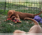Small Photo #3 Cavalier King Charles Spaniel Puppy For Sale in CARLISLE, KY, USA