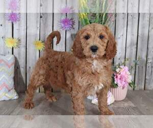 Pyredoodle Puppy for sale in MOUNT VERNON, OH, USA