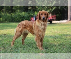 Father of the Golden Retriever puppies born on 05/14/2023