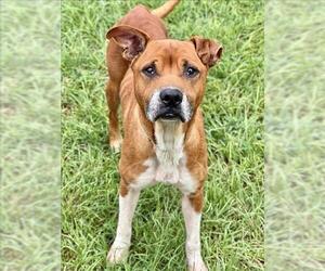Labrador Retriever-Unknown Mix Dogs for adoption in Conroe, TX, USA