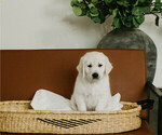 Puppy roy English Cream Golden Retriever