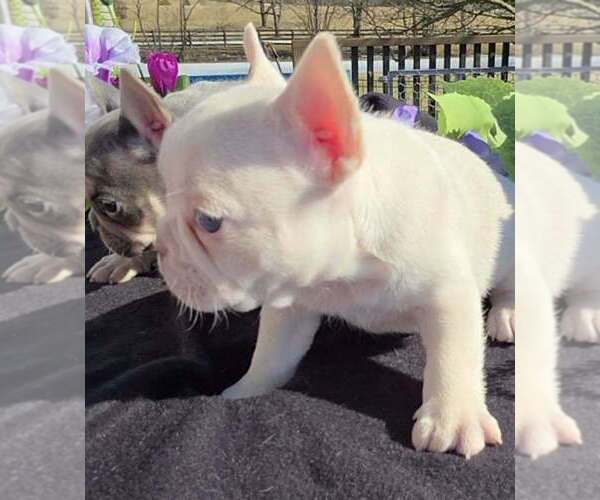 Medium Photo #4 French Bulldog Puppy For Sale in BOSTON, KY, USA