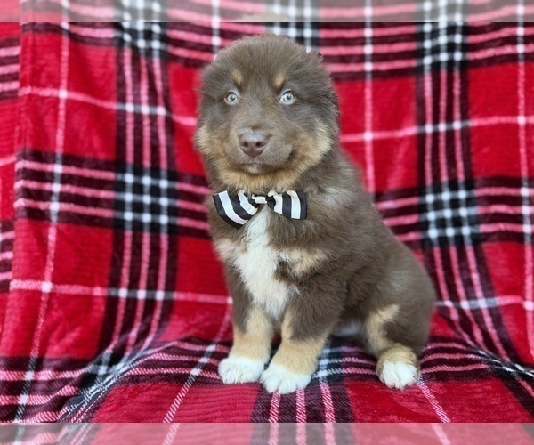 Medium Photo #4 Miniature Australian Shepherd Puppy For Sale in LAKELAND, FL, USA