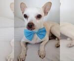 Small #7 Chihuahua Mix